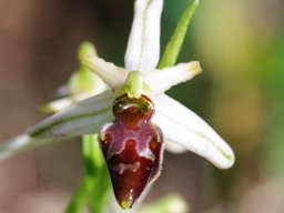 Ophrys_archipelagi_Entre_San_Giovanni_et_Cagnano